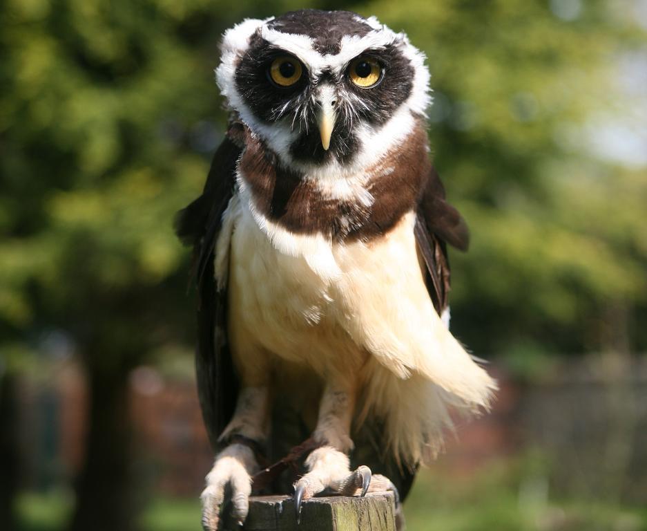 Exmoor Owl & Hawk Centre Bed and Breakfast Bossington Eksteriør billede